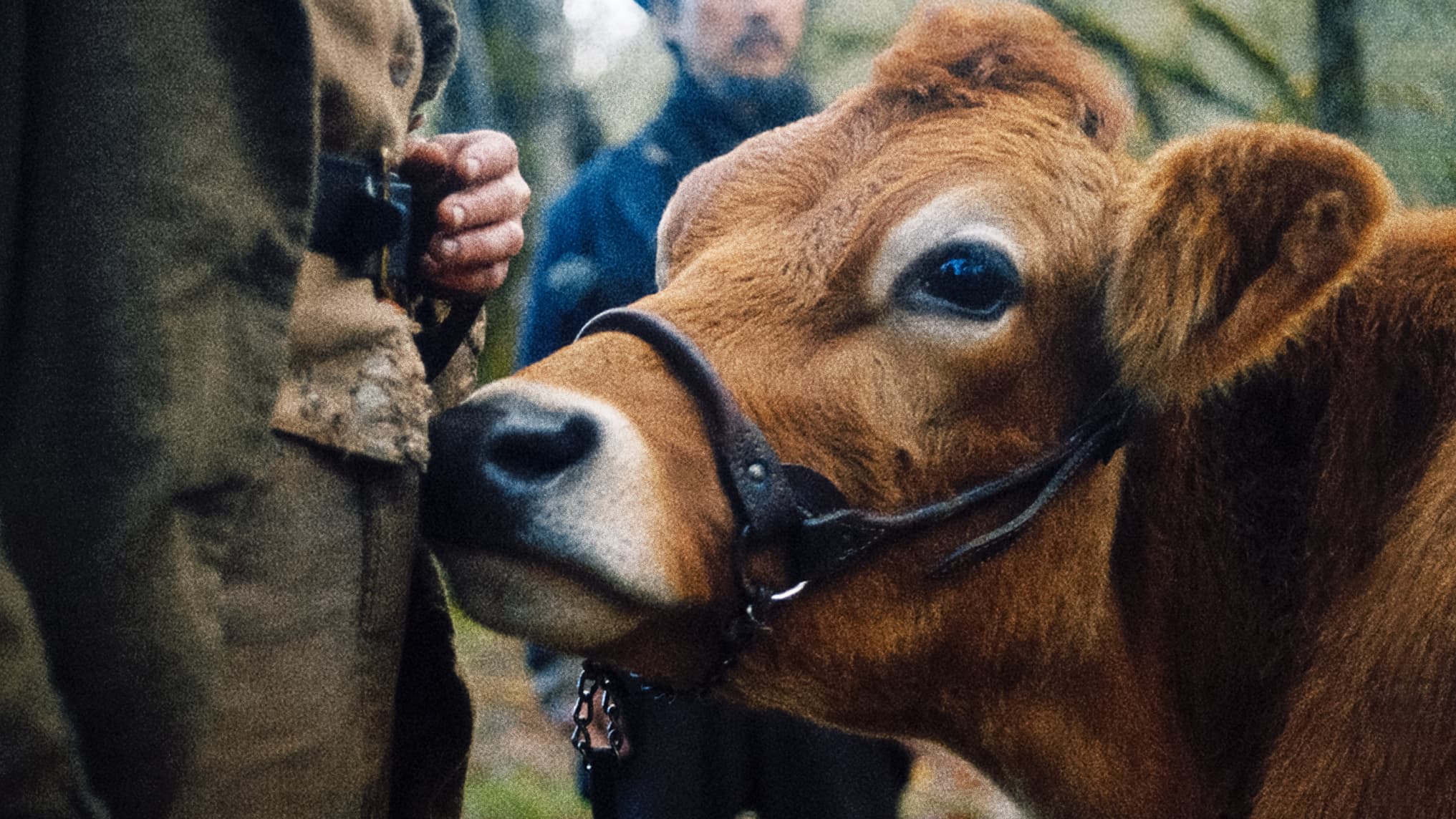 First Cow