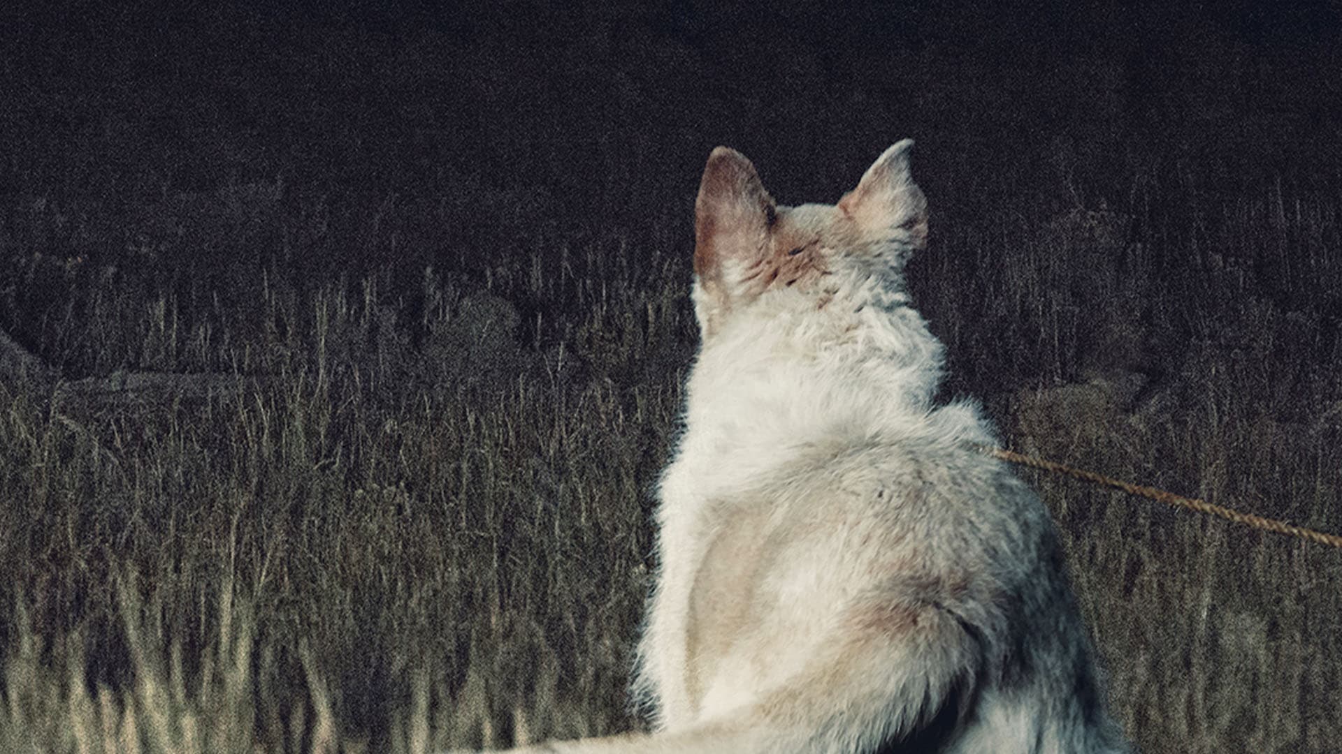 It Comes At Night