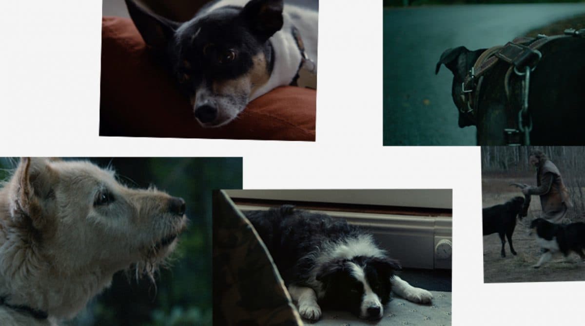 Requiem For A Dog