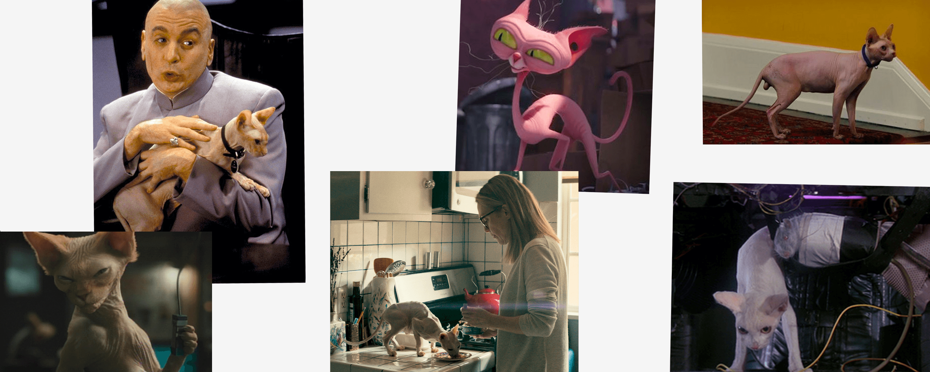 The Sordid History of Hairless Cats on Film