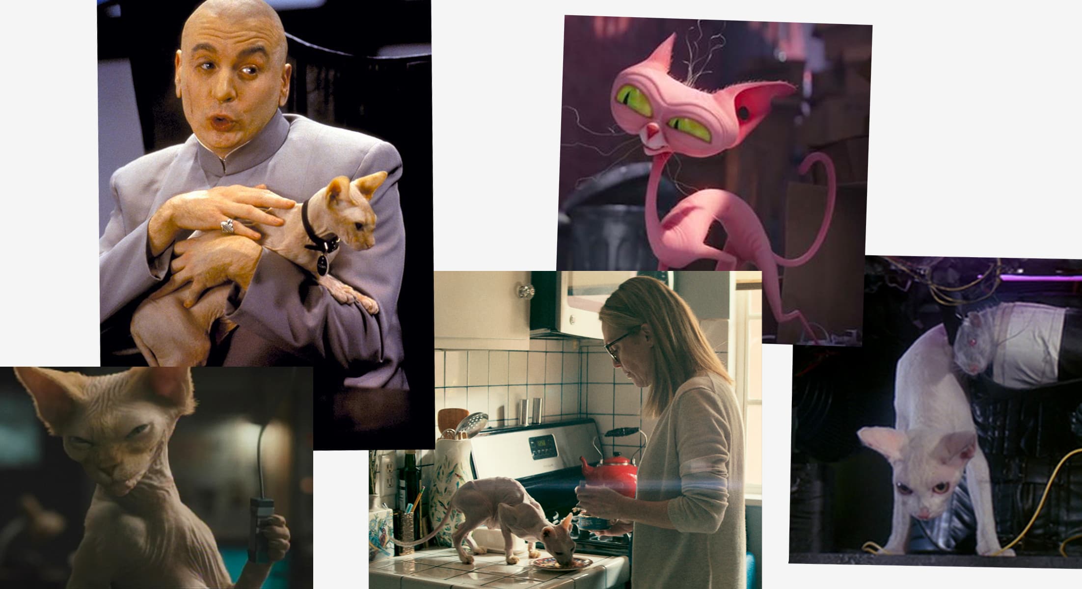 The Sordid History of Hairless Cats on Film